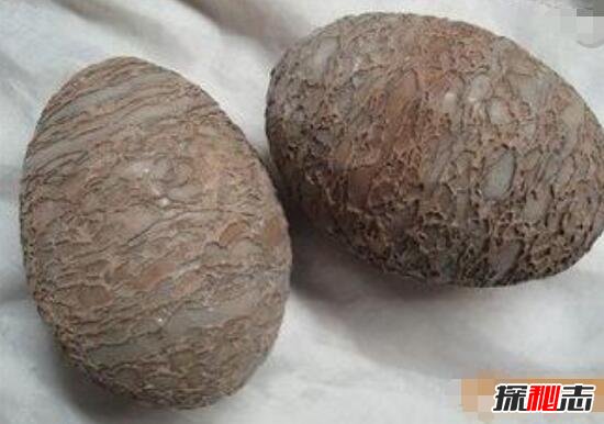 世界上最古老蛋，2.8亿年前的史前恐龙蛋(史前恐